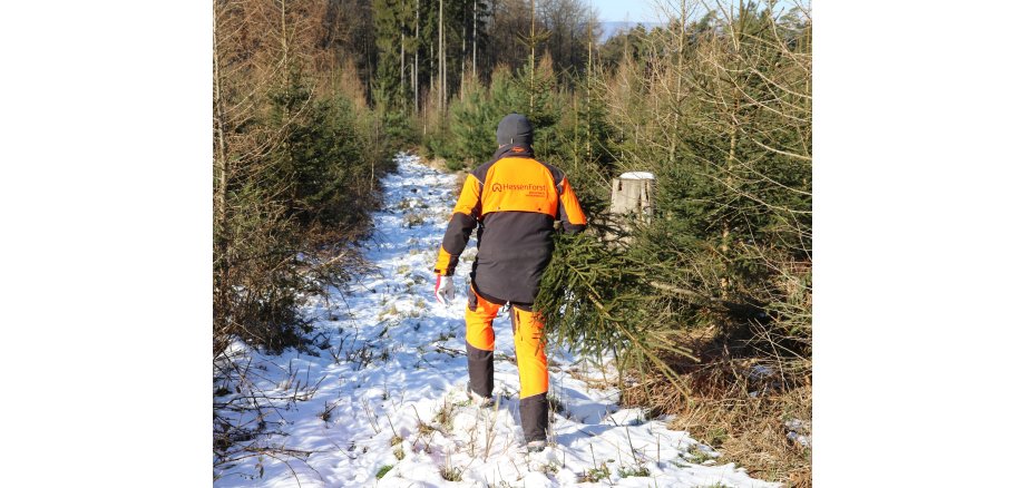 Mein Weihnachtsbaum frisch aus dem Wald vor Ort